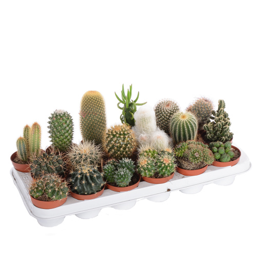 Кактус микс 15/8 см