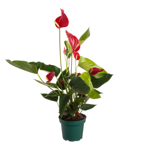 Антуриум мелодия 45/14 см