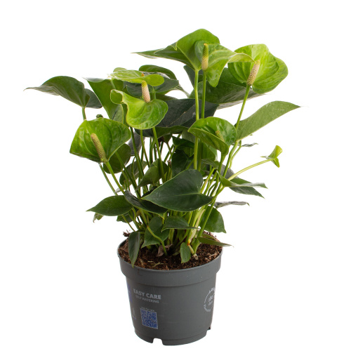 Антуриум андр. смарагд 45/12 см