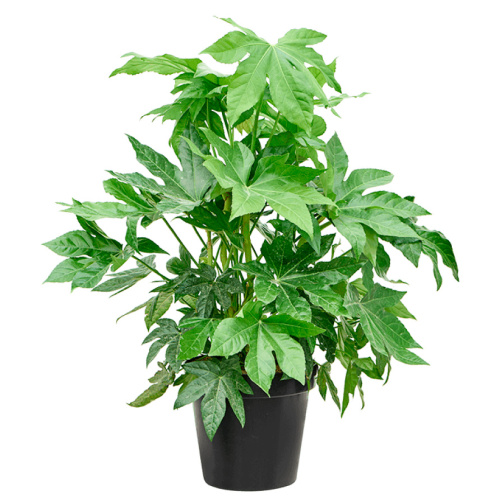 Фатсия японика 110/30 см