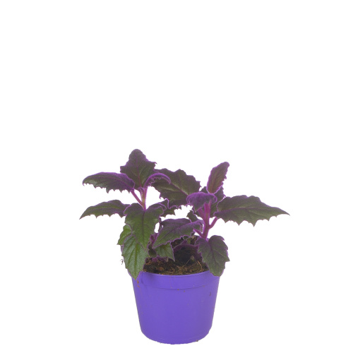 гинура 15/7 см