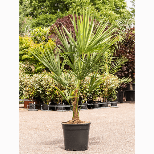 Трахикарпус форчуна 110/32 см