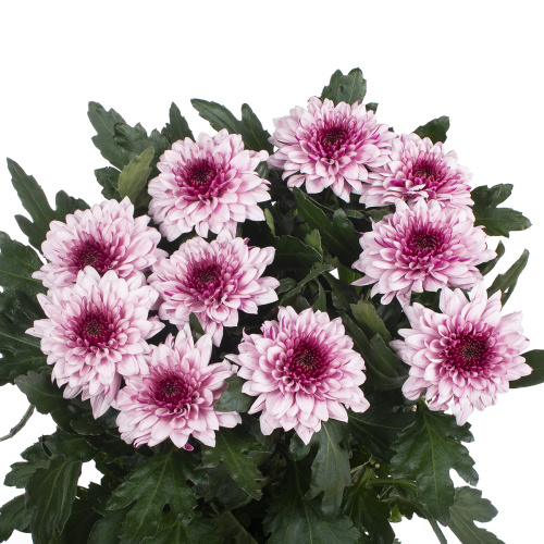 Пип претти хризантема одноголовая (10 шт)