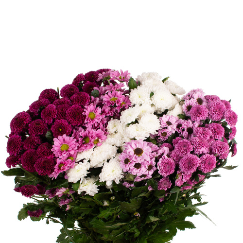 Сантини блоссом микс (25 шт)