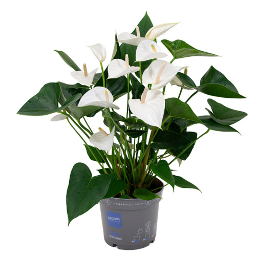 Антуриум карма уайт 50/17 см