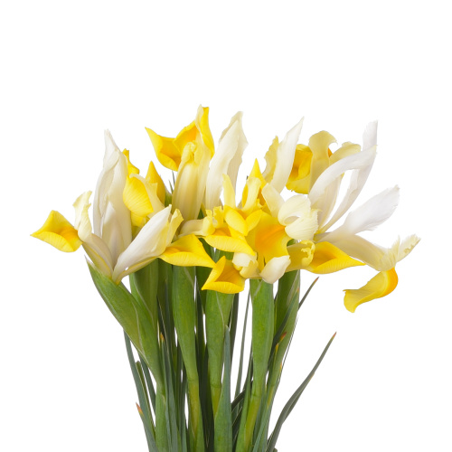 Ирис Аполло (25 шт)