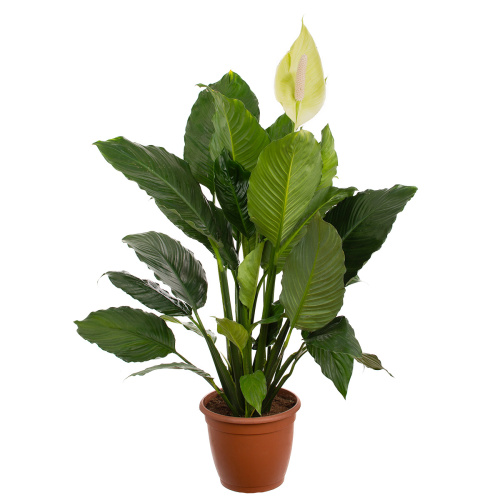 Спатифиллум халк 120/32 см