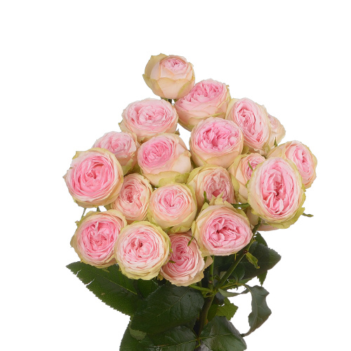 Дедикейшн куст. (5 шт) рм