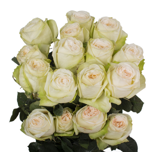 Уайт охара (25 шт)