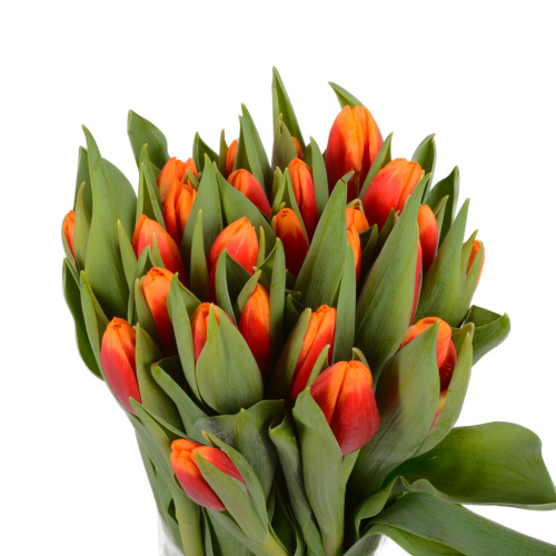 тюльпан спирит (25 шт)