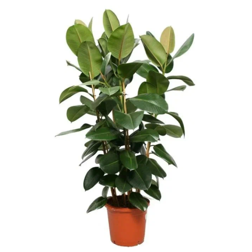 Фикус робуста 150/27 см