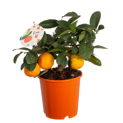 Цитрус ред лайм 35/14 см