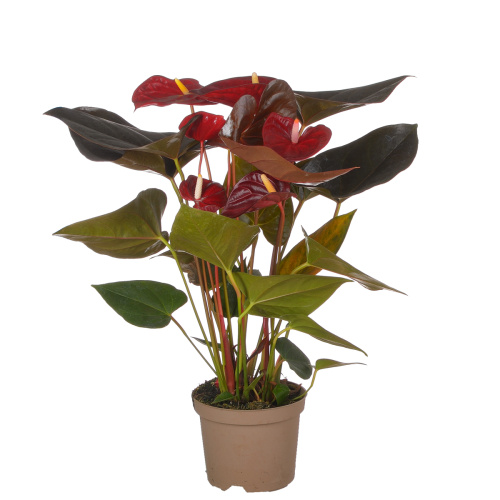 Антуриум деликата 50/14 см