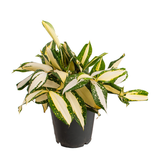 Драцена милки вей 25/12 см