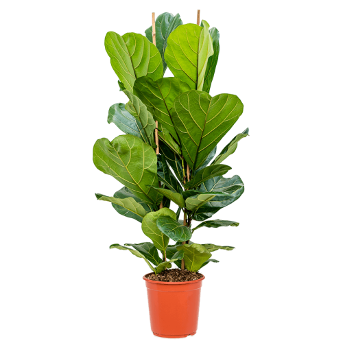 Фикус лирата 120/24 см