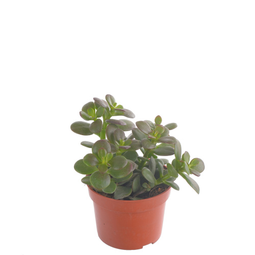 Крассула овата минор 20/10 см