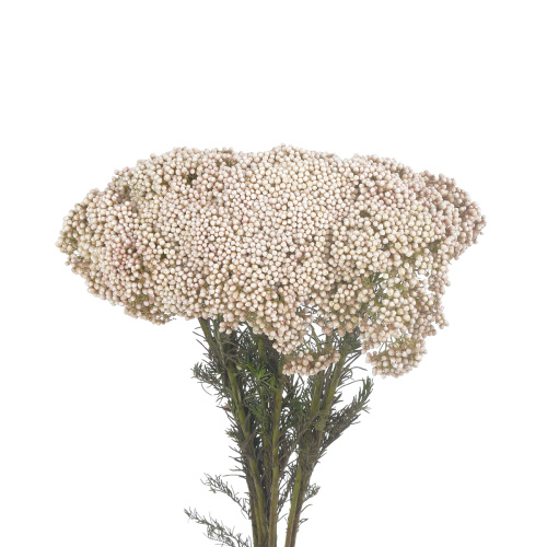 Озотамус Кукс сноу уайт (10 шт)