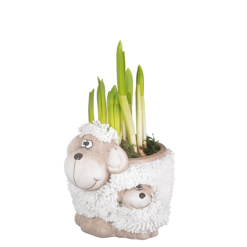 Нарцисс кашпо овечки 20/14 см