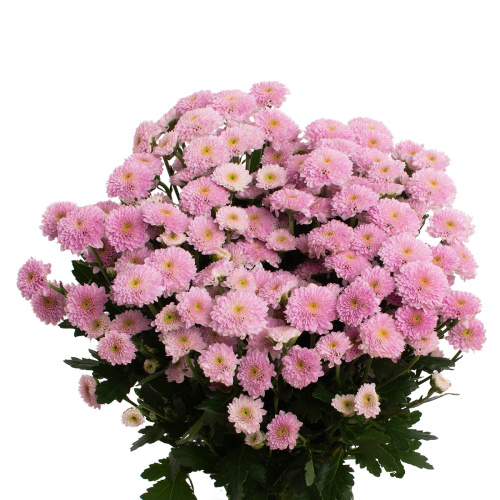 Сантини миллер перл (25 шт)