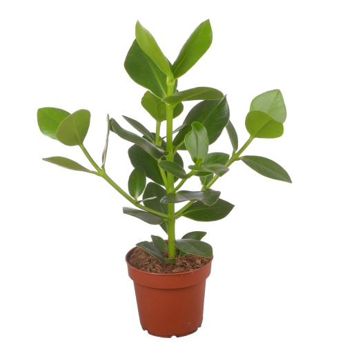 Клюзия розеа принцесса 40/12 см