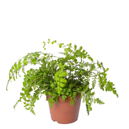 асплениум парвати 25/12 см