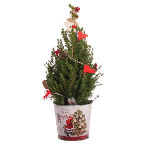 Ель глаука коника новогодняя 70/21 см