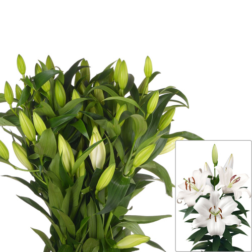 Лилия замбеси (5 шт)