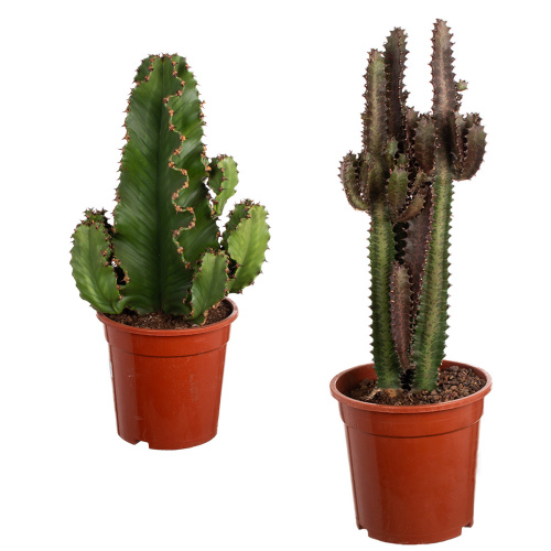 Эуфорбия микс 55/21 см