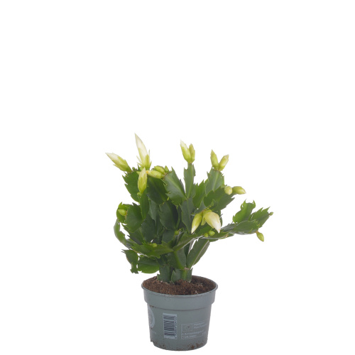 шлюмбергера уайт 25/9 см