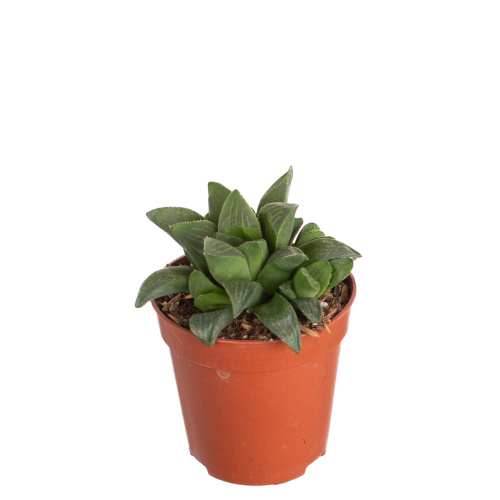 Хавортия ретуза 10/5 см