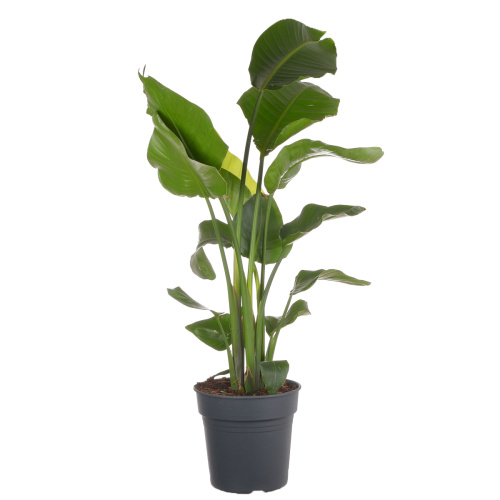 Стрелиция николай 100/24 см