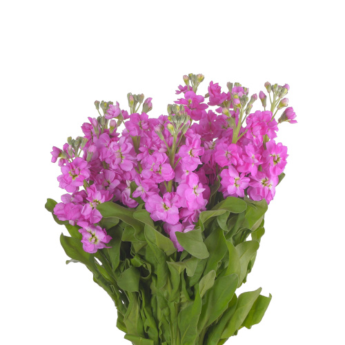 маттиола розовая (5 шт)