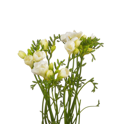 Фрезия корвет (10 шт)