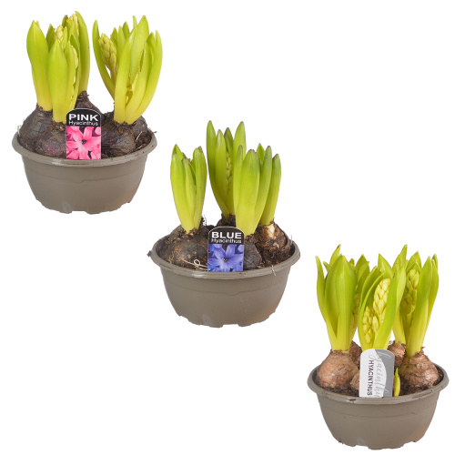 Гиацинт микс 15/16 см