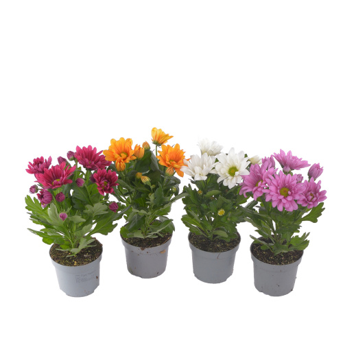 Хризантема микс 25/9 см