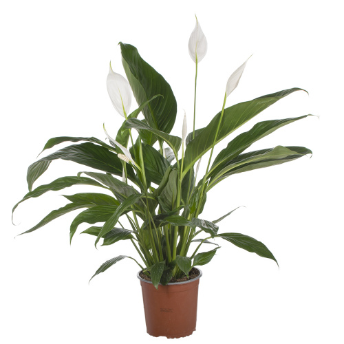 Спатифиллум бинго купидо 65/17