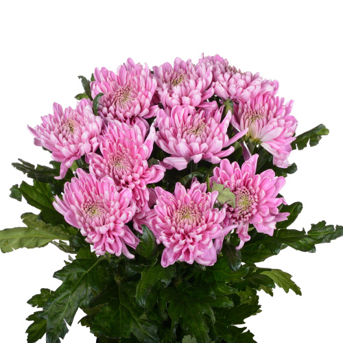 Россано одн. (10 шт)