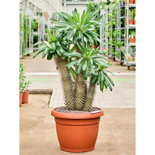 Пахиподиум ламери 110/55 см