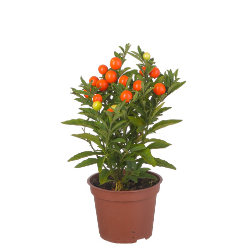 Соланум 25/12 см