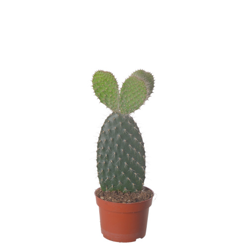 кактус опунция пилана 30/10 см
