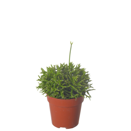 Рипсалис церескула 15/8 см