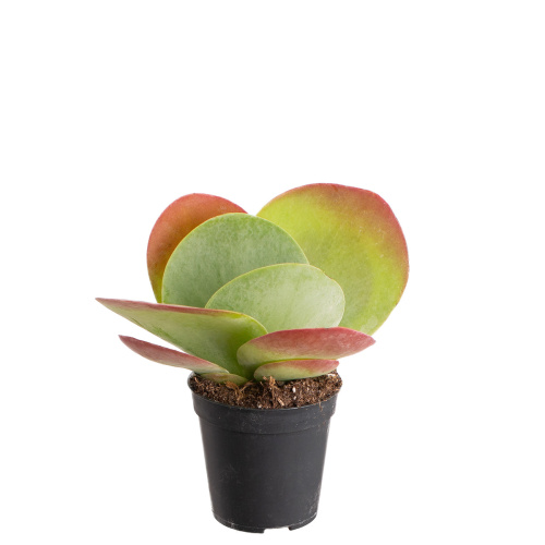 Каланхое фирзифлора 10/5 см