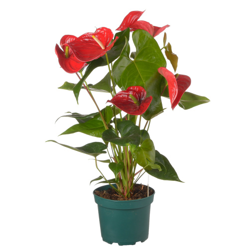 Антуриум невада 65/17 см