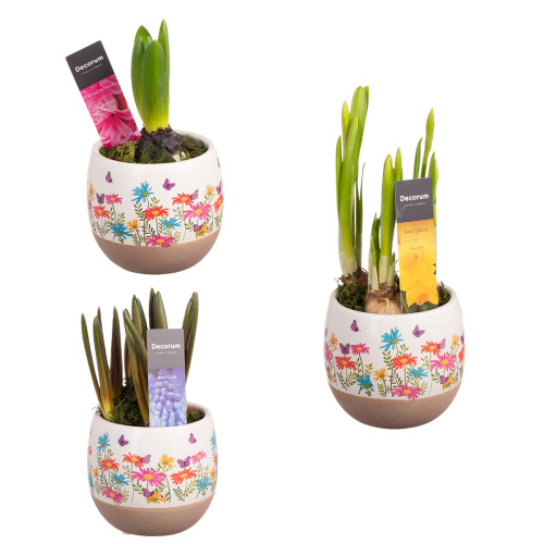 Луковичные в деко кашпо 16/9 см