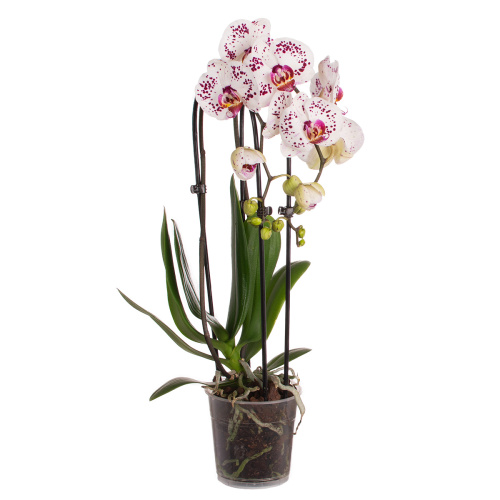 Орхидея фаленопсис каскад калипсо 2 цв 45/12 см