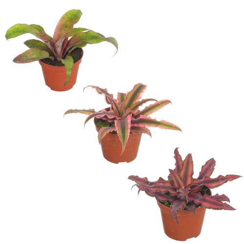 криптантус микс 10/8 см