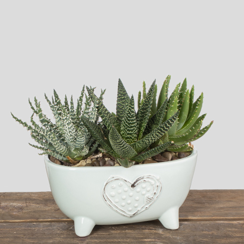 Композиция из растений 04