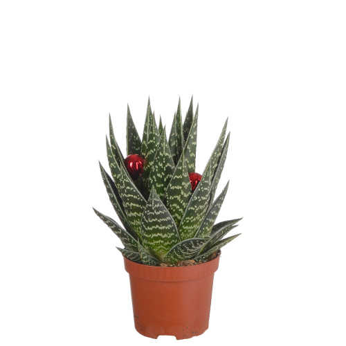 Алоэ тики таки 10/9 см