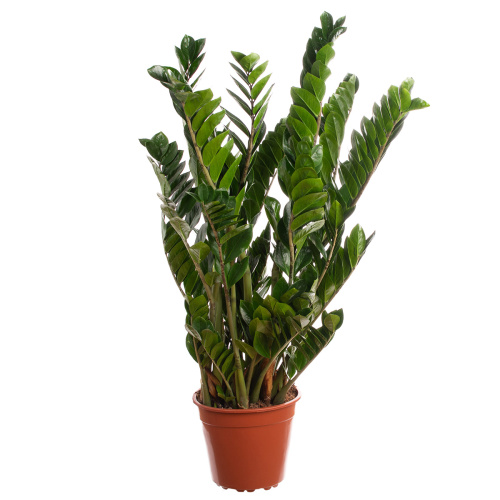 Замиокулкас 115/27 см