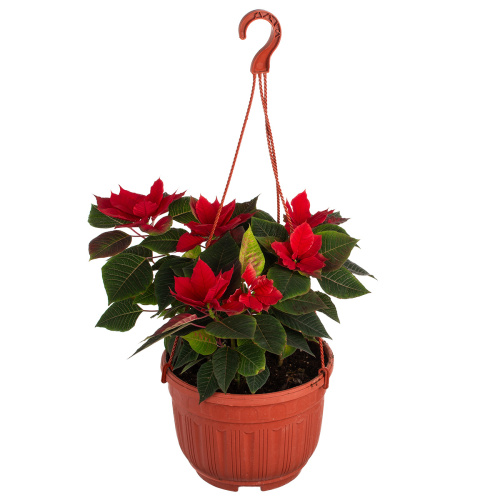 Пуансетия красная 35/23 см